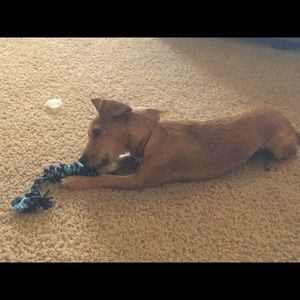 Meet your Posher, Stormie